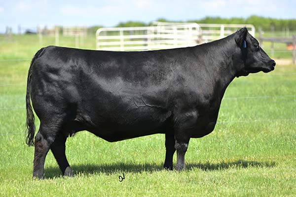 Donors | Basin Angus Ranch | Joliet Montana