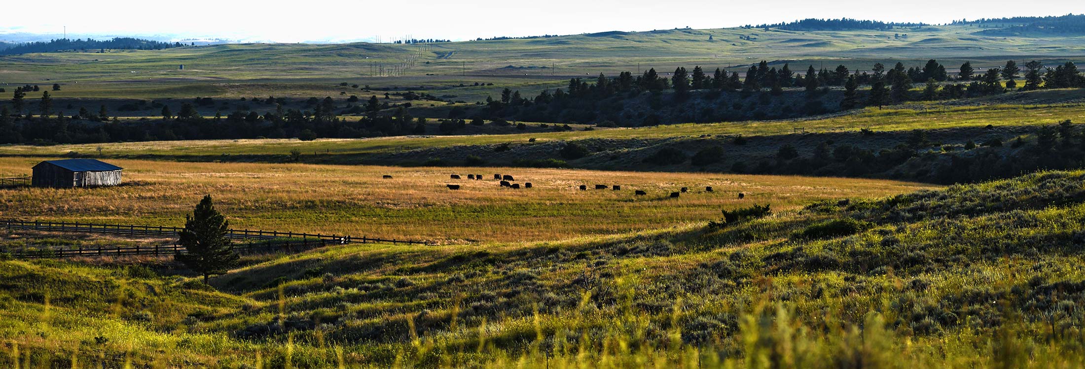 Basin Angus Ranch