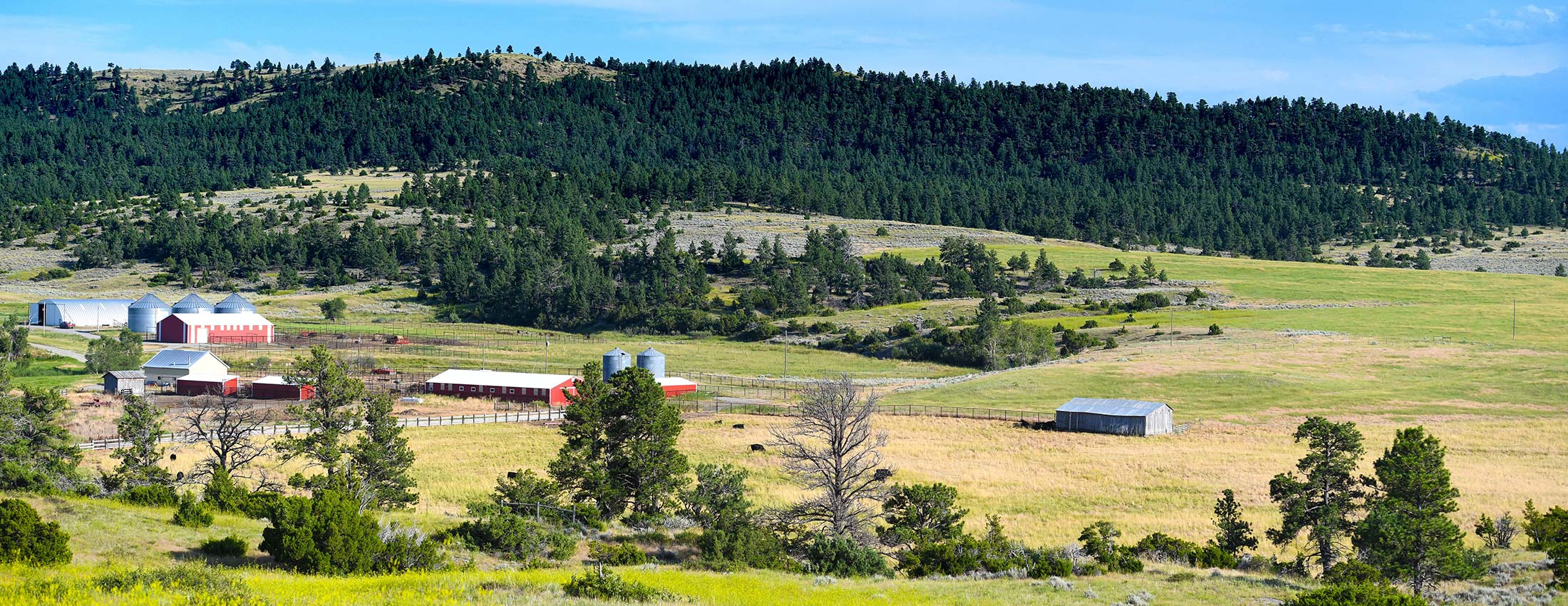 Basin Angus Ranch